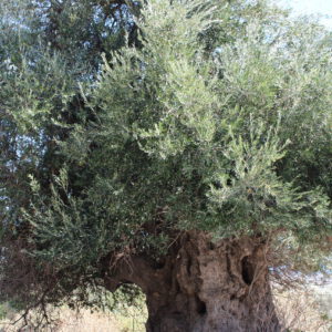 große Olivenbaumpatenschaftsverlängerung