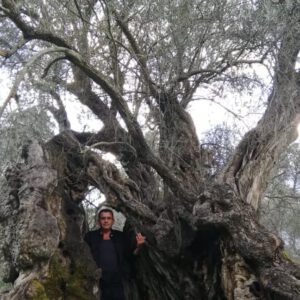Verlängerung der Olivenbaumpatenschaft Solo
