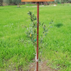 Pflanzt zwei junge Olivenbäume solo