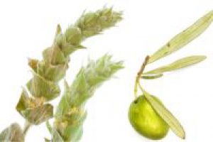 Olivenblätter mit Malotira
