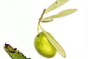 Olivenblätter mit Zitronenverbene