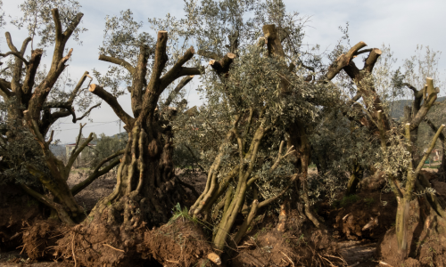 entwurzelte Olivenbäume